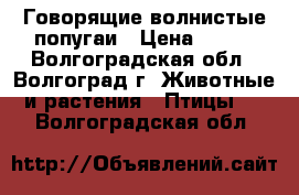 Говорящие волнистые попугаи › Цена ­ 500 - Волгоградская обл., Волгоград г. Животные и растения » Птицы   . Волгоградская обл.